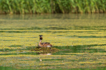 Obraz na płótnie Canvas Great crested grebe (Podiceps cristatus) medium-sized migratory water bird, breeding season. The female sits on the nest and incubates the eggs, the nest is made of aquatic vegetation on the pond.