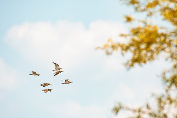 Purple sandpiper - Calidris maritima - A species of medium-sized migratory bird, birds fly across the sky on a sunny summer day.