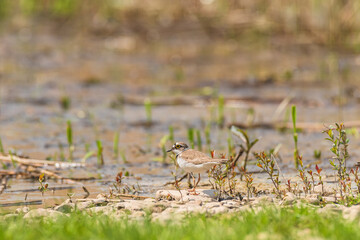 Little ringed plover - Charadrius dubius - a small bird with brown wings and a white belly, the bird feeds on the shores of the lake among vegetation and stones.