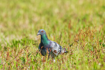 Rock dove - Columba livia - A popular medium-sized bird with grayish plumage walks on green grass looking for something to eat, sunny summer day.
