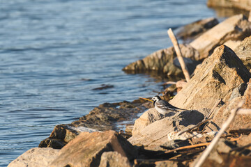 White wagtail - Motacilla alba - a small bird with white and gray plumage, stands among the stones by the water on the shore of the lake.