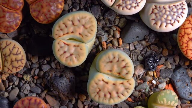 Mesembs (Lithops karasmontana) South African plant from Namibia in the botanical collection of supersucculent plants