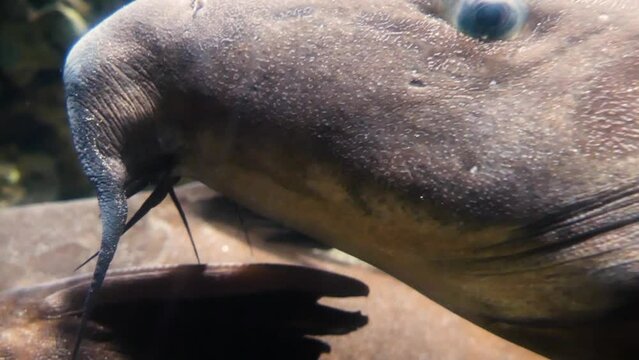 Ripsaw catfish (Oxydoras niger), a large African armored catfish, close-up