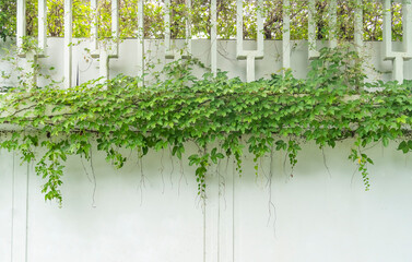 green ivy isolated on a white wall background.