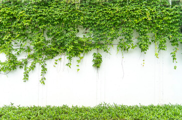 green ivy isolated on a white wall background.