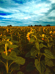 Wolken &uuml;ber einem Feld voller Sonnenblumen