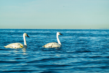 A pawild Trumpeter Swan (Cygnus buccinator), the heaviest living bird native to North America, in Toronto’s Outer Harbour on a sunny summer morning. These swans were virtually extinct in 1933