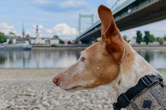 Podenco Nahaufnahme