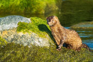 An American Mink (Neogale vison) on breakwater beside the public swimming beach at the Pier on Toronto's Centre Island.  Room for text.