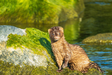 An American Mink (Neogale vison) on breakwater beside the public swimming beach at the Pier on...