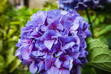 Close-up of blooming violet hydrangea flower