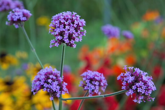 purple flowers butterfly bush violet garden vibrant color garden