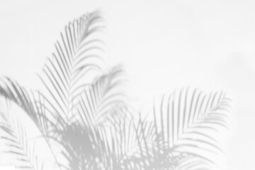 Palm leaf shadow and light on wall background. Nature tropical leaves tree branch shade sunlight on white wall for wallpaper, shadow overlay effect foliage mockup, graphic layout, wallpaper - obrazy, fototapety, plakaty