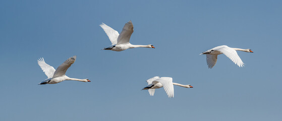 Mute swan - Cygnus olor - a large water bird with white plumage and orange beak and a long neck, a bird that flies during the day.