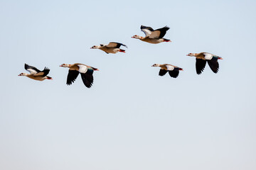 Egyptian goose - Alopochen aegyptiaca - a large water bird of the Duck family, a small flock of colorful plumage in flight on a sunny day against the background of clouds.