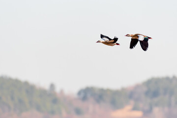 Egyptian goose - Alopochen aegyptiaca - a large water bird from the duck family, a pair of birds with colorful plumage in flight on a sunny day.