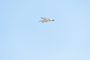 Great egret (Ardea alba) - a large water bird with white plumage and a long yellow sharp beak, the bird flies on a sunny day.