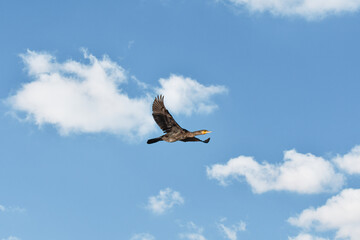 Great Cormorant (Phalacrocorax carbo) - A large water bird with black plumage, it flies its wings out over the sky on a sunny day.