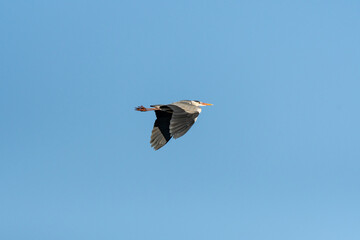 Gray heron (Ardea cinerea) A large water bird with black-gray plumage flies in the air, a view of the flying animal from the lake shore.