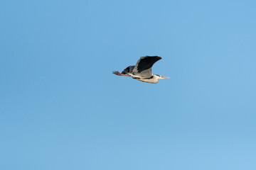 Gray heron (Ardea cinerea) A large water bird with black-gray plumage flies in the air, a view of the flying animal from the lake shore.