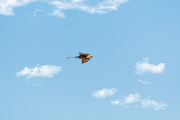 Common kestrel (Falco tinnunculus) medium-sized bird of prey from the falcon family, bird flying in the sky, sunny day.