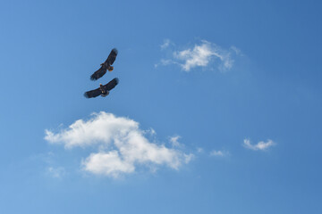 White-tailed eagle (Haliaeetus albicilla), a large bird of prey from the hawk family, a pair of birds fly high in the sky with large wings spread, mating flights.