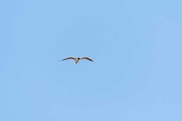Black-headed gull - Chroicocephalus ridibundus - a medium-sized water bird with white plumage and black head, a mating bird in flight.