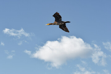 Great Cormorant (Phalacrocorax carbo) - A large water bird with black plumage, it flies its wings out over the sky on a sunny day.