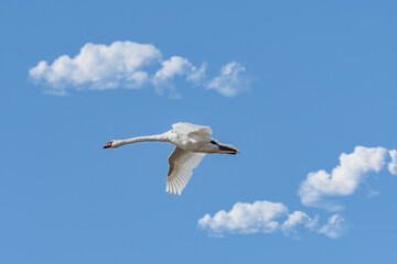 Mute swan - Cygnus olor - a large water bird with white plumage and orange beak and a long neck, a...