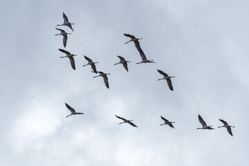 Common crane - Grus grus - a large water bird with gray plumage and a long neck, a small flock of birds flies in the sky, view from below on a cloudy day.