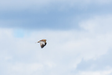 Western marsh harrier - Circus aeruginosus - a male large bird of prey with white-brown plumage, circling in the air in search of food for chicks.