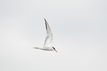 Common tern - Sterna hirundo - a medium-sized migratory water bird with gray-white plumage, a black cap on the head and a red spear with a black tip, the bird flies against the sky.