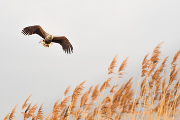 White-tailed eagle (Haliaeetus albicilla), a large bird of prey from the hawk family, flies over...
