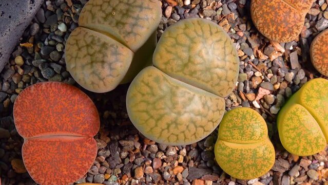 Mesembs (Lithops hookeri) South African plant from Namibia in the botanical collection of supersucculent plants