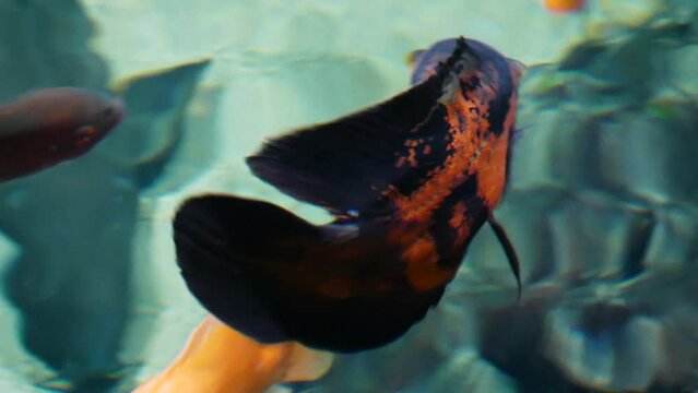 Oscar (Astronotus ocellatus) cichlid from above the surface