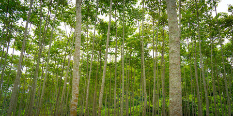 grass in the morning