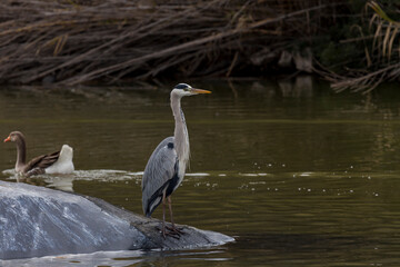 White great heron (Great egret) resting near the pond on a sunny day
