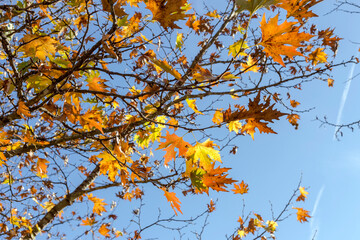 Sycamore (Platanus) growing in the mountains