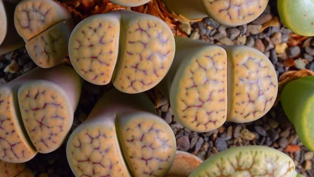 Mesembs (Lithops schwantesii) South African plant from Namibia in the botanical collection of supersucculent plants