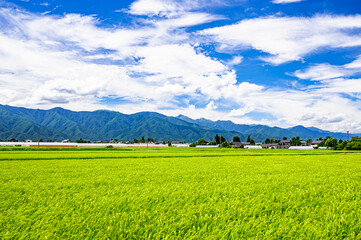 Fototapeta premium 夏空と田園風景 安曇野