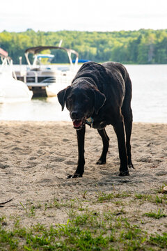 Old Black Lab In Water 