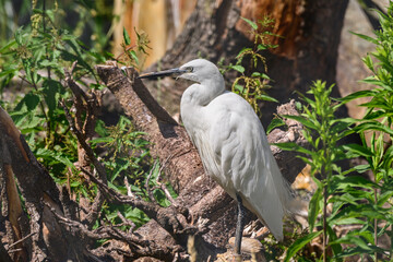 Little egret - (Egretta garzetta) a large water bird with white plumage with a long dark beak. The bird stands among old tree roots on a summer day.