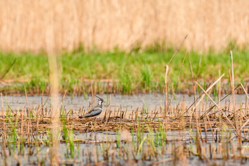 Northern lapwing - Vanellus vanellus - a species of medium-sized migratory bird, a long-topped swamp bird stands in a reed in a wetland area on a sunny summer day.