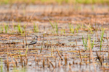 Northern lapwing - Vanellus vanellus - a species of medium-sized migratory bird, a long-topped swamp bird stands in a reed in a wetland area on a sunny summer day.