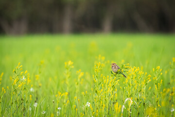Corn bunting - Emberiza calandra - A small bird from the bunting family sits on a young yellow-green rapeseed sown in a field.