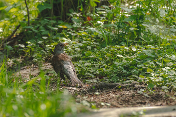 Fieldfare (Turdus pilaris) A medium-sized migratory bird with a brownish-gray plumage with a yellow beak, the bird walks among green vegetation.