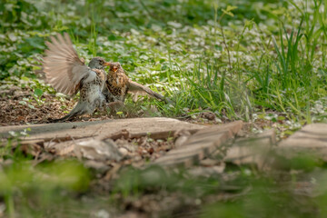 Fieldfare (Turdus pilaris) A medium-sized migratory bird with a brownish-gray plumage with a yellow beak, a pair of tooting birds vigorously fly over and peck one another among the green vegetation.