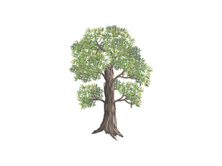 tamarind tree vector illustration. digital hand drawing. useful for element design and wall decorations. - obrazy, fototapety, plakaty