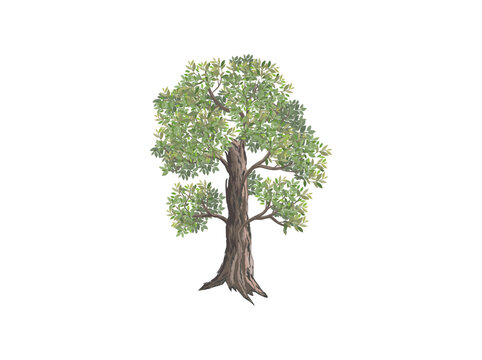 tamarind tree vector illustration. digital hand drawing. useful for element design and wall decorations.