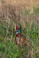 Male common pheasant (Phasianus colchicus) in spring morning light